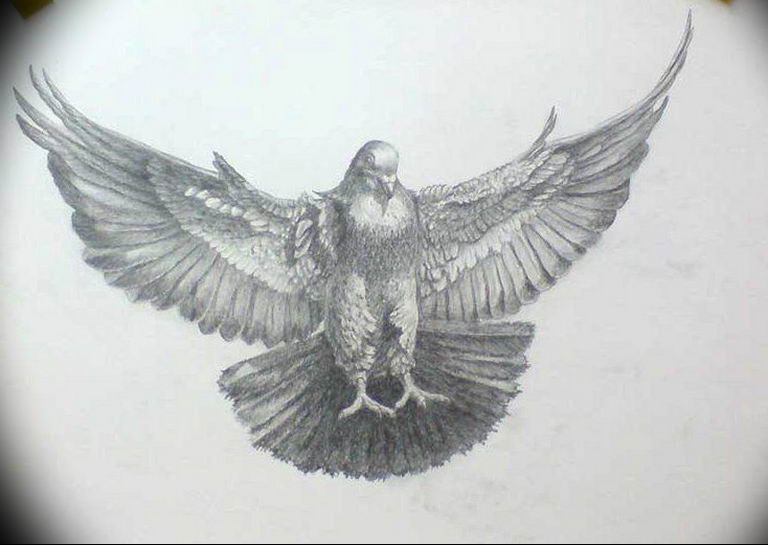 photo tattoo pigeon 03.03.2019 №267 - idea for drawing pigeon tattoo - tattoovalue.net