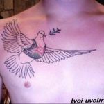 photo tattoo pigeon 03.03.2019 №279 - idea for drawing pigeon tattoo - tattoovalue.net