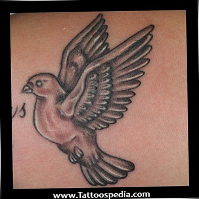 photo tattoo pigeon 03.03.2019 №288 - idea for drawing pigeon tattoo - tattoovalue.net