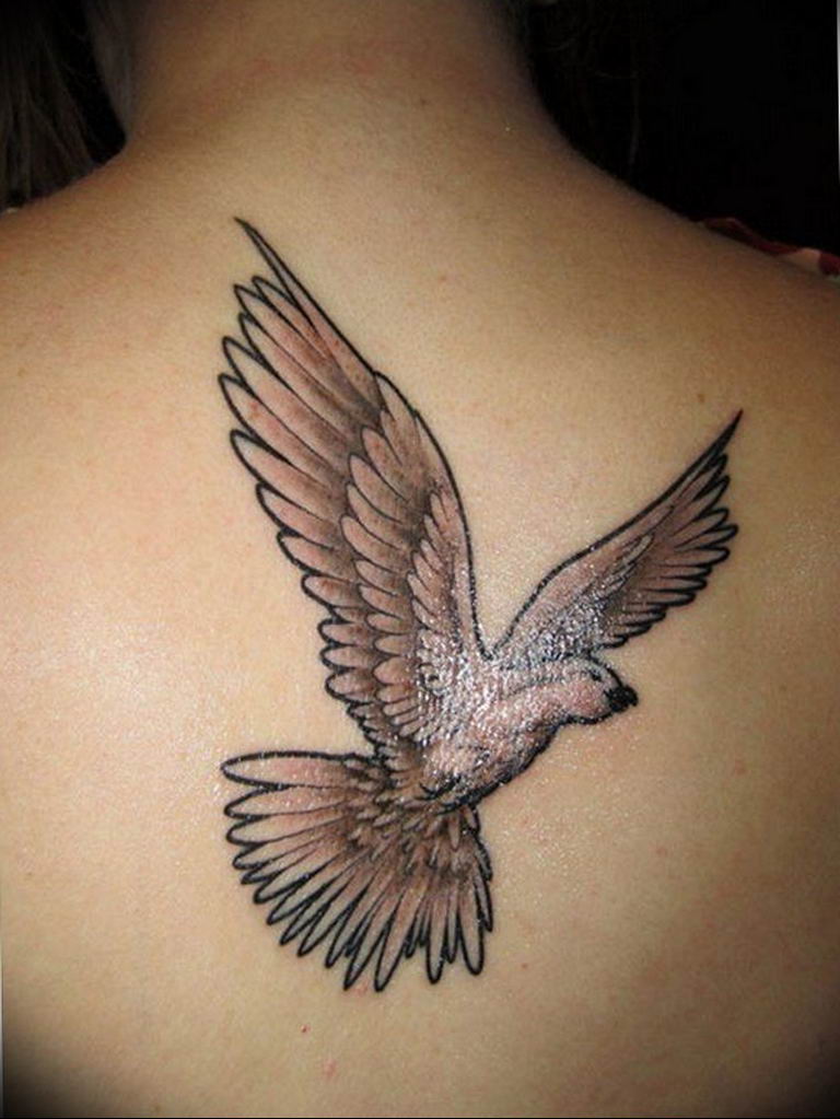 photo tattoo pigeon 03.03.2019 №329 - idea for drawing pigeon tattoo - tattoovalue.net