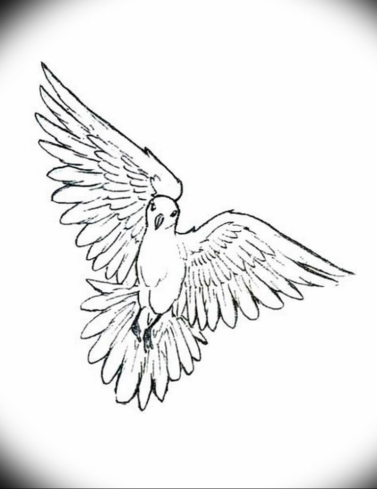 photo tattoo pigeon 03.03.2019 №333 - idea for drawing pigeon tattoo - tattoovalue.net