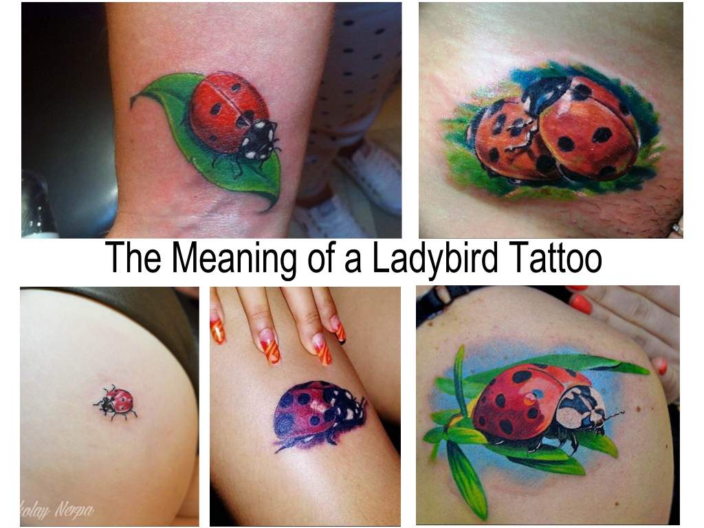 The Meaning of a Ladybird Tattoo - information about the features of the picture and a collection of photo examples of finished tattoo designs