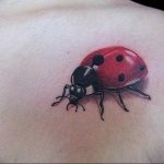 photo ladybug tattoo 17.04.2019 №008 - idea for ladybug tattoo - tattoovalue.net