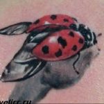 photo ladybug tattoo 17.04.2019 №033 - idea for ladybug tattoo - tattoovalue.net