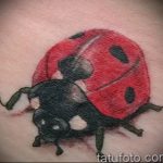 photo ladybug tattoo 17.04.2019 №072 - idea for ladybug tattoo - tattoovalue.net