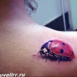 photo ladybug tattoo 17.04.2019 №080 - idea for ladybug tattoo - tattoovalue.net
