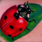 photo ladybug tattoo 17.04.2019 №086 - idea for ladybug tattoo - tattoovalue.net