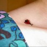photo ladybug tattoo 17.04.2019 №109 - idea for ladybug tattoo - tattoovalue.net