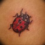 photo ladybug tattoo 17.04.2019 №133 - idea for ladybug tattoo - tattoovalue.net