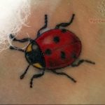 photo ladybug tattoo 17.04.2019 №271 - idea for ladybug tattoo - tattoovalue.net