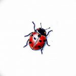 photo ladybug tattoo 17.04.2019 №325 - idea for ladybug tattoo - tattoovalue.net