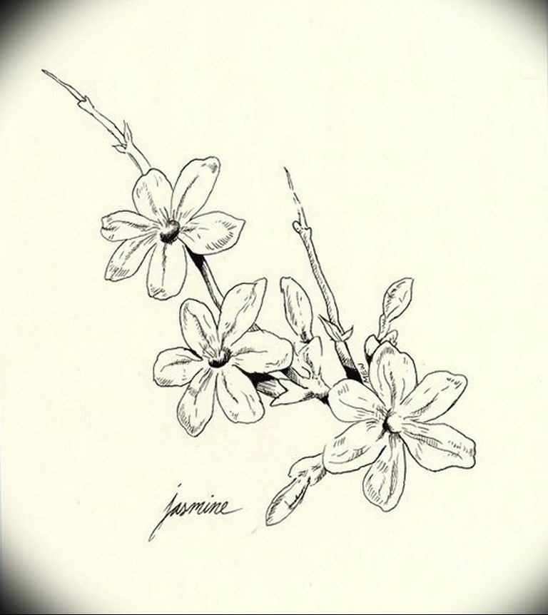 Photo jasmine branch tattoo18.06.2019 №013 - tattoo - tatufoto.com
