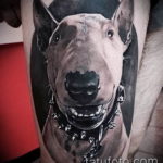 Photo bull terrier tattoo 11.08.2019 №007 - bull terrier tattoo example - tattoovalue.net