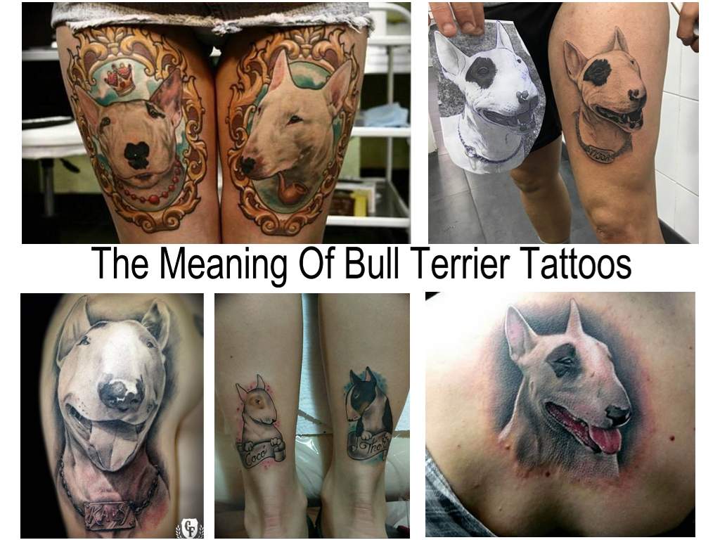 The Meaning Of Bull Terrier Tattoos - features of the tattoo and a collection of photo examples of finished works