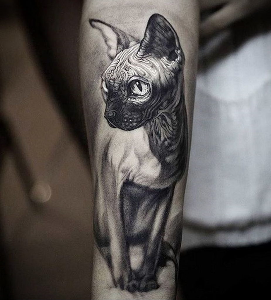 Animal activists furious at tattooing Sphynx cats chest in Ukraines  Chernihiv  media  UNIAN