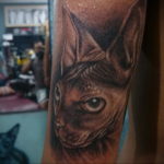 sphinx cat tattoo 03.12.2019 №005 -cat tattoo- tattoovalue.net