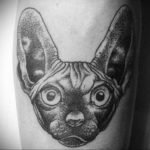 sphinx cat tattoo 03.12.2019 №056 -cat tattoo- tattoovalue.net