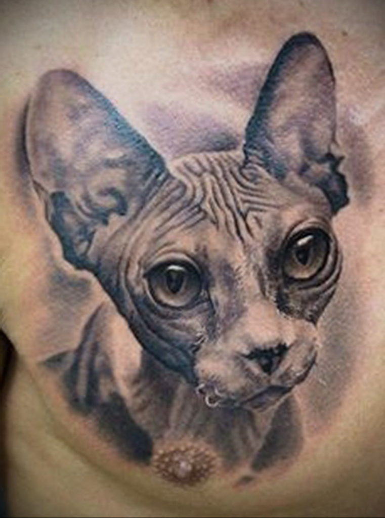 sphinx cat tattoo 03.12.2019 №004 -cat tattoo- tattoovalue.net