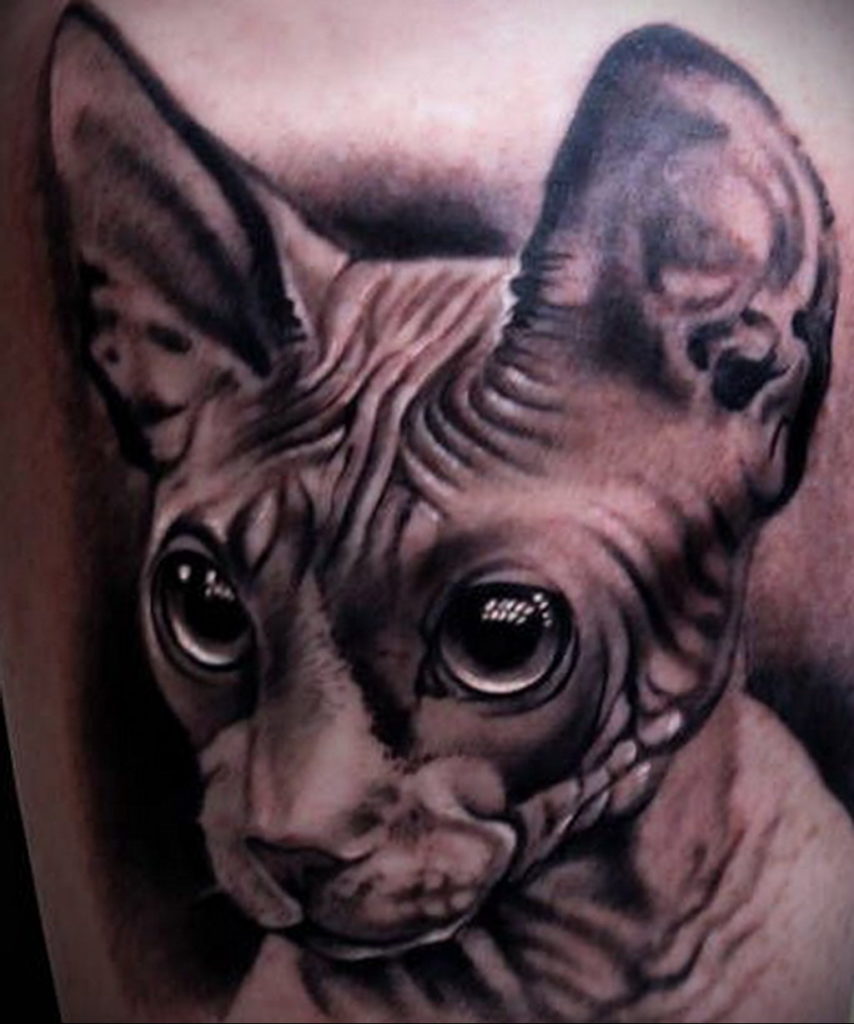 sphinx cat tattoo 03.12.2019 №033 -cat tattoo- tattoovalue.net