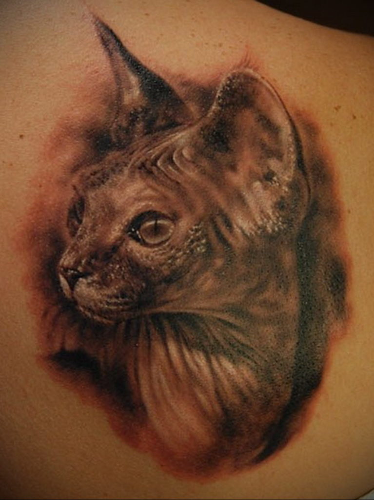 sphinx cat tattoo 03.12.2019 №055 -cat tattoo- tattoovalue.net