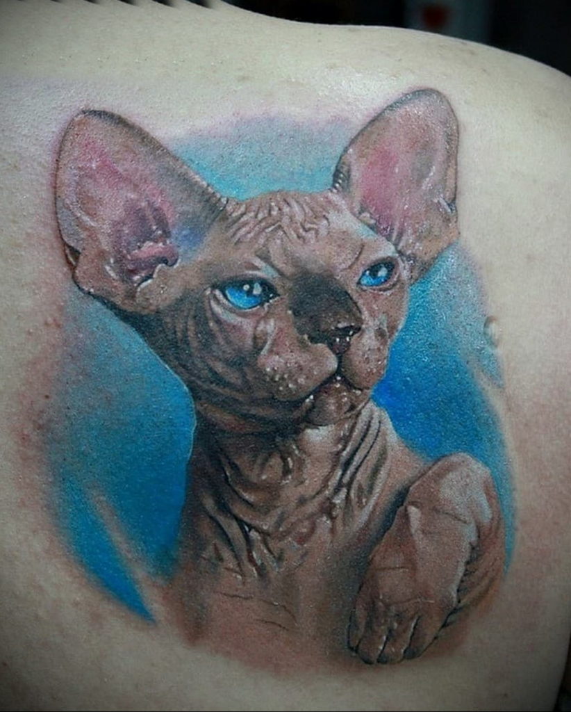 sphinx cat tattoo 03.12.2019 №061 -cat tattoo- tattoovalue.net
