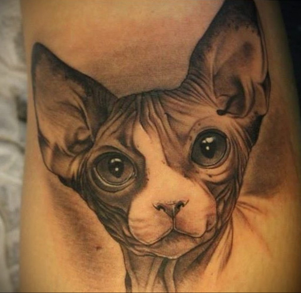 sphinx cat tattoo 03.12.2019 №065 -cat tattoo- tattoovalue.net