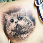 tattoo cat on the shoulder blade 03.12.2019 №014 -cat tattoo- tattoovalue.net