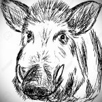 wild boar tattoo sketches 01.02.2020 №005 -boar tattoo- tattoovalue.net
