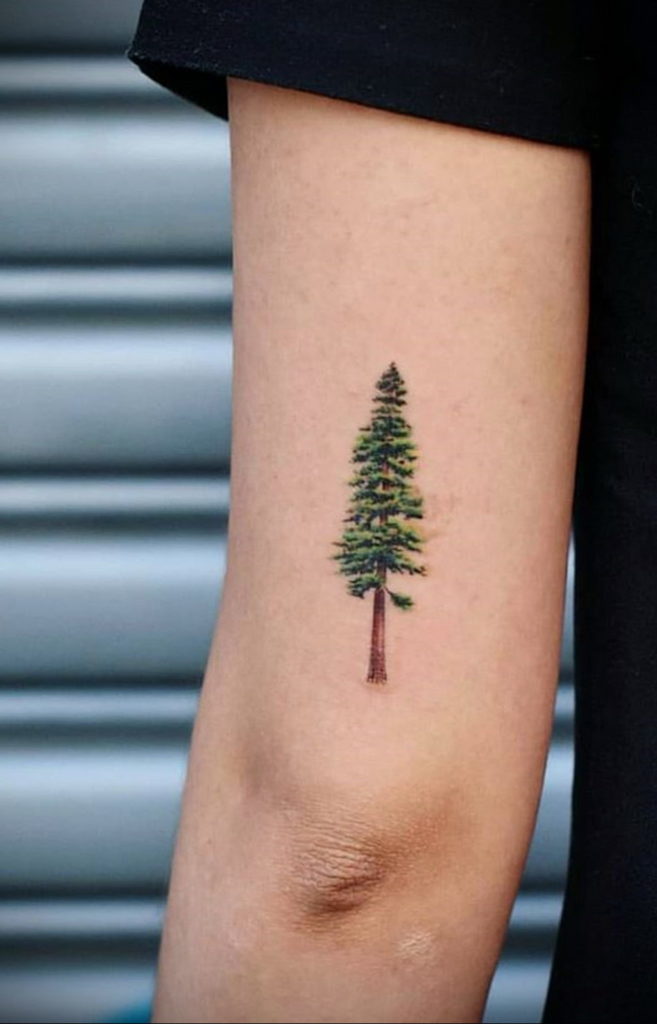 Microrealistic pine tree tattoo located on the tricep