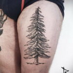 tattoo spruce 25.11.2019 №009 -tattoo spruce- tattoovalue.net