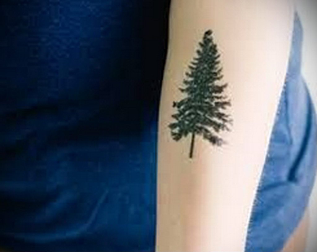 tattoo spruce 25.11.2019 №038 -tattoo spruce- tattoovalue.net