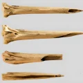 Archaeologists Discover the World’s Oldest Tattoo Needles - 2025 - №01 - tattoovalue.net