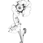 Elegant Poppy Tattoo Sketch: Delicate Floral Art – Мастер №1 – 05.05.2026 21-19
